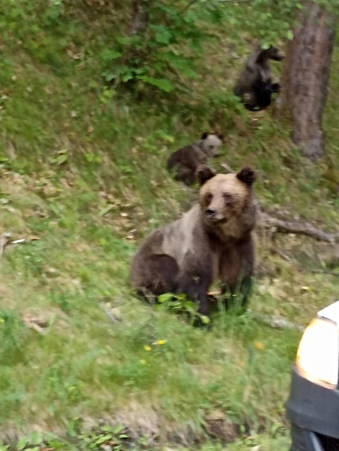 Hotel La Zinculescu Albestii Paminteni Esterno foto